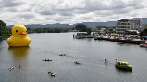 ¿Hasta cuándo puedo ir a ver al pato de hule?