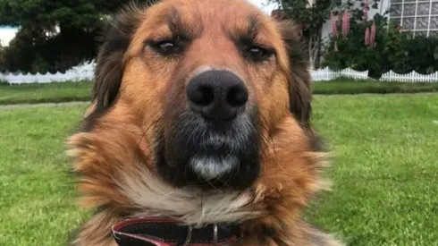 Mascota presidencial de Gabriel Boric