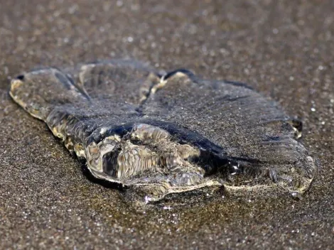 ¿Qué playas están cerradas por fragata portuguesa?