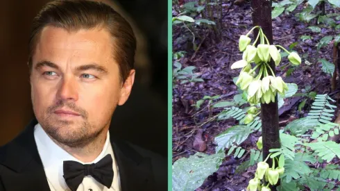 Leonardo DiCaprio y la uvariopsis dicaprio.