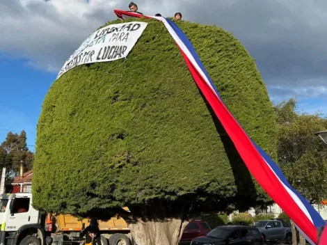 Punta Arenas prohíbe subirse al árbol del Presidente Boric