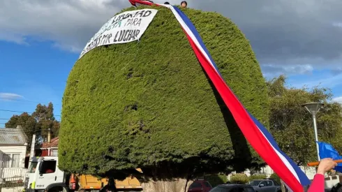 El ciprés es uno de los símbolos de la campaña de Gabriel Boric.