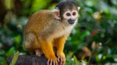 ¿Cómo evitar la Viruela del mono?