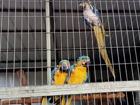 Cinco guacamayos son decomisados en la Región de O'Higgins