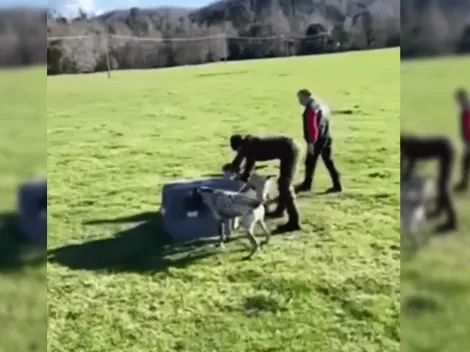 SAG denuncia en Fiscalía a funcionario por maltrato animal