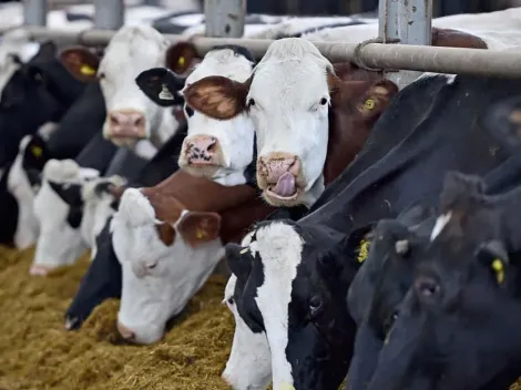 Nueva Zelanda busca cobrar impuestos por eructos de vacas