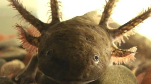 ¿Qué son los axolotes y cuál es el origen de esta especie en peligro de extinción?