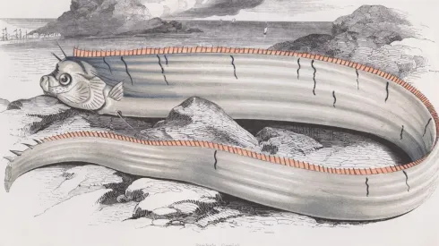 Foto Temática | Pez Remo