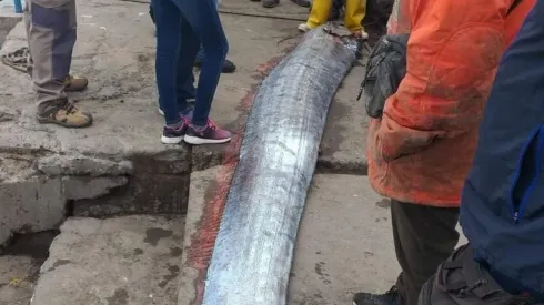 ¿Por qué se dice que el pez remo trae catástrofes y terremotos?