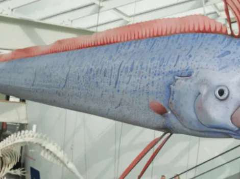 ¿Qué significa la aparición del pez Remo en el norte de Chile?