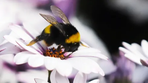 ¿Cuándo comienza la primavera?