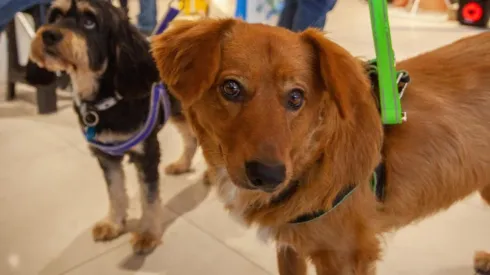 ¿Cuáles son los alimentos prohibidos para los perros durante estas Fiestas Patrias?