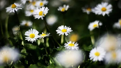 ¿A qué hora comienza la primavera este jueves 22 de septiembre?