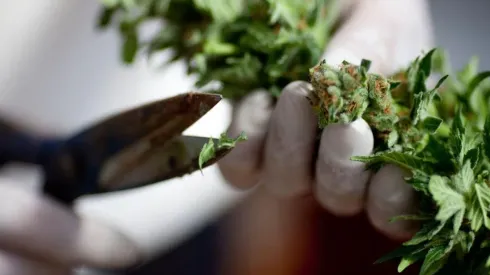 EEUU indultará a 6.500 condenados por posesión de marihuana