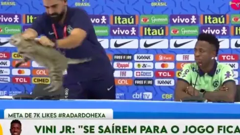 El gato solo se sentó, pero el jefe de prensa optó por lanzarlo lejos