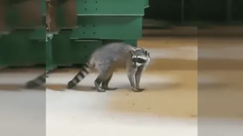 Mapache llega de 'polizón' a Chile