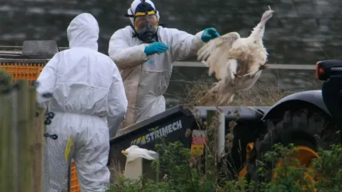 ¿En qué lugares de Chile hay casos de Gripe Aviar?