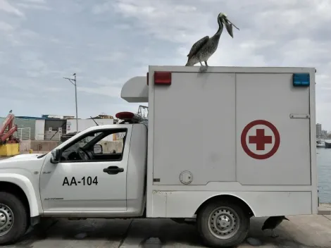 ¿Qué significa la Emergencia Zoosanitaria en Arica por casos de Gripe Aviar?