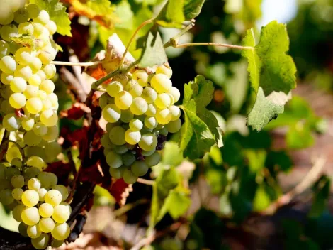 Pisqueros buscan que Unesco reconozca dos regiones como patrimonio cultural