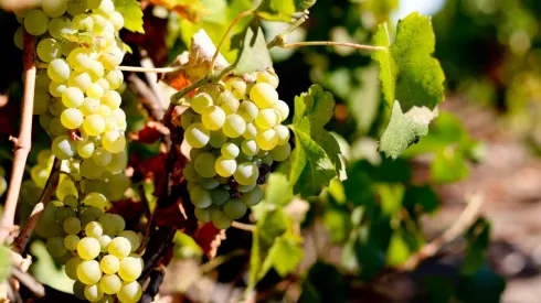 Pisqueros buscan que Unesco reconozca dos regiones como patrimonio cultural