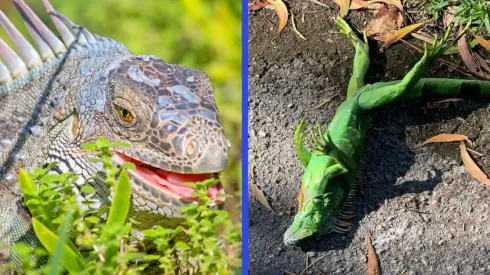 Las iguanas son una especie no protegida en el estado de Florida, EE.UU.