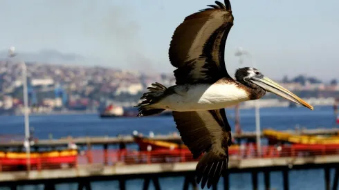 Un pelícano fue el primer ejemplar detectado con influenza aviar.