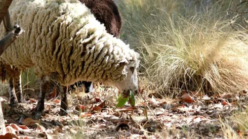 Ovejas contra incendios forestales