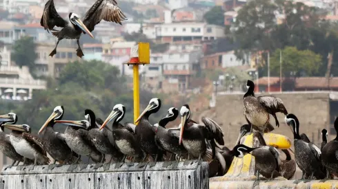Detectan influenza aviar en dos regiones
