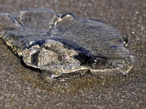 ¿En qué playas detectaron la Fragata Portuguesa?