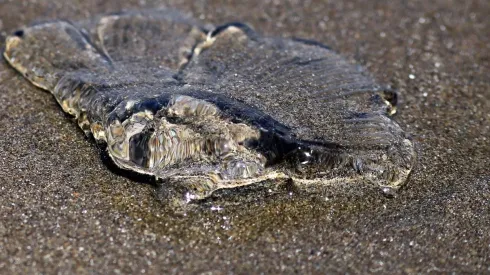 Detectan fragata portuguesa