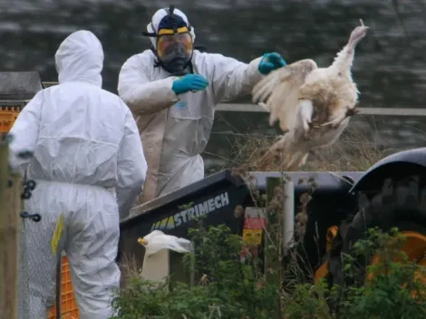 ¿Cuáles son los síntomas y qué hacer ante la Influenza Aviar?