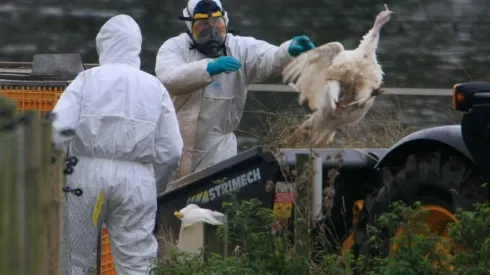 ¿Cuáles son los síntomas y qué hacer ante la Influenza Aviar?