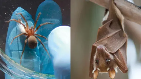 Una araña de rincón capturada y un murciélago en estado salvaje.