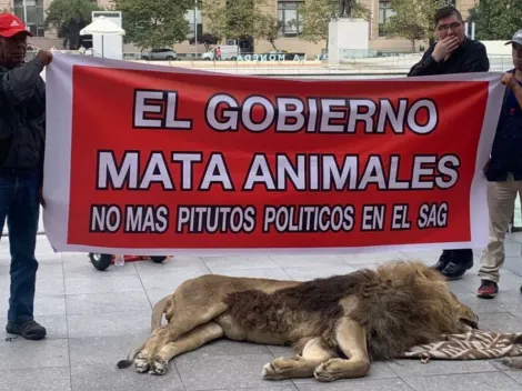 ¿Por qué fue la protesta con el león muerto en La Moneda?