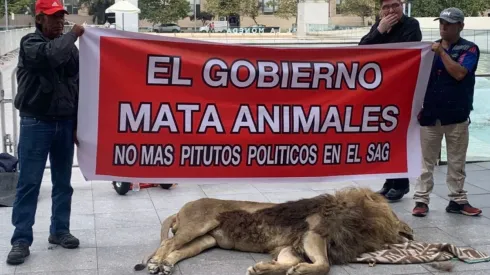 El momento de la protesta con el león muerto en La Moneda.