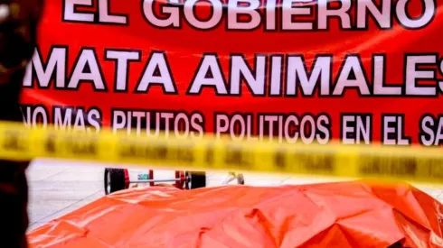 El SAG reaccionó ante la protesta con el león muerto en La Moneda.