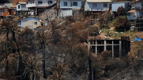 Viña del Mar: Dos semanas tras el incendio forestal en Tranque Sur