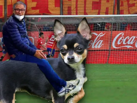 Holan compara Santa Laura con un baile en la cabeza de un chiguagua