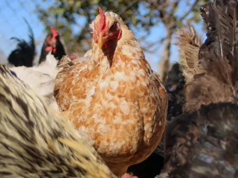 Confirman primer caso de Gripe Aviar en aves domésticas