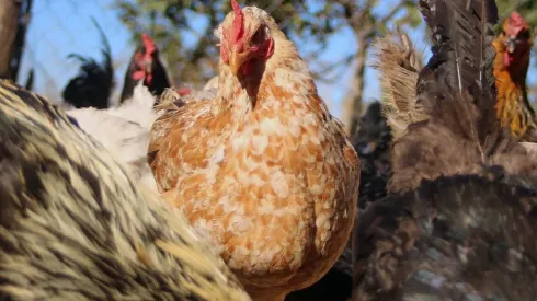 Preocupación por los casos de gripe aviar