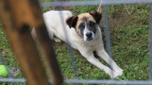 Cómo cuidar a tu mascota