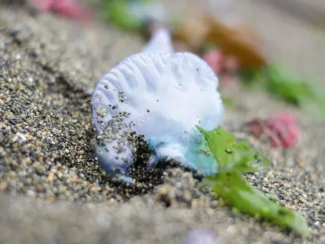 ¿Qué es la fragata portuguesa y por qué son peligrosas?
