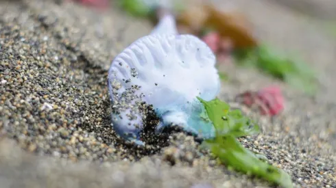 ¿Qué es la fragata portuguesa y por qué son peligrosas?