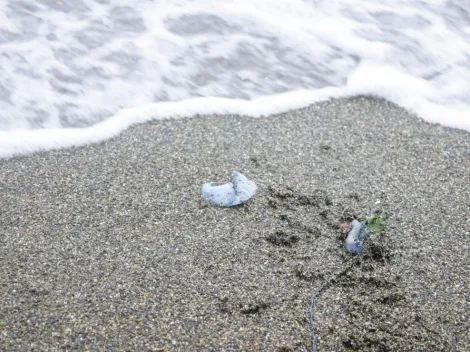 ¿Cuáles son las playas cerradas por la fragata portuguesa?