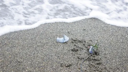 Alerta por fragatas portuguesas