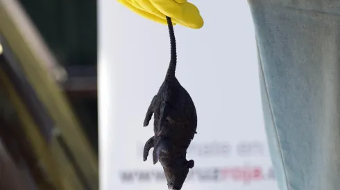 Muere la primera persona de Hantavirus en Chile