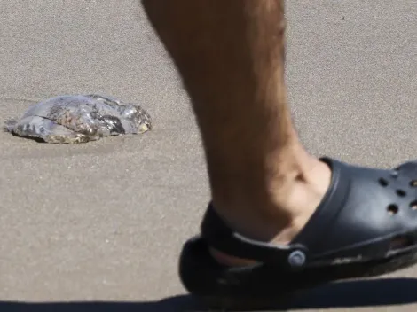 ¿Qué hacer si te pica la fragata portuguesa?