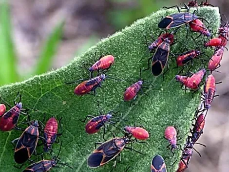 ¿Qué es el chinche del arce?