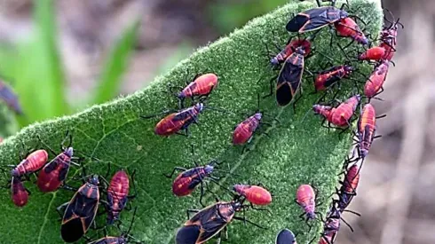 ¿Qué es el chinche del arce?