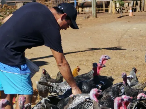 ¿Cuáles son los síntomas de la gripe aviar?